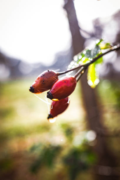 Berry-Kissed Hedge: Morning Dew Adorns Red Berries