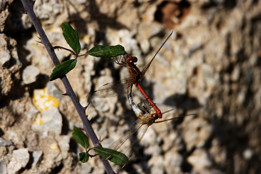 a male and female mating Red-veined Darter (Sympetrum fonscolombii) resting with a natural green background