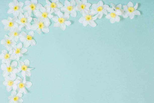 istock white narcissus on blue paper background 1907297533