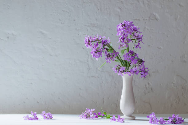 istock Hesperis matronali flowers in vase on white background 1907297541