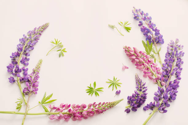 istock lupine flowers on white background 1907297542
