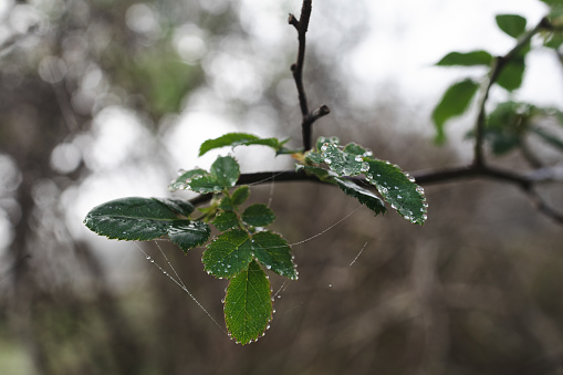 Mystical Morning Dew: Fog-Kissed Leaves and Glistening Droplets