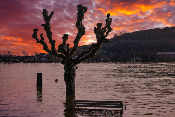 Trees and benches under water on the banks of the Rhine near Rüdesheim/Germany during flooding