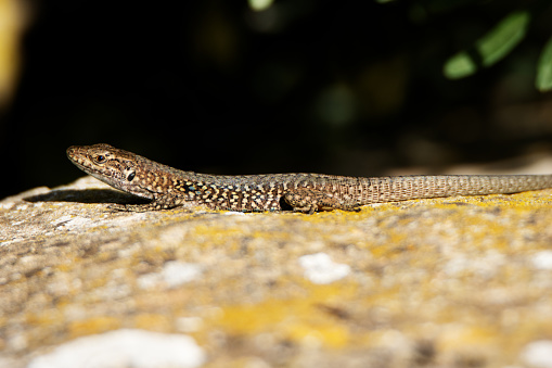 a single Italian wall lizard (Podarcis siculus) on a natural background