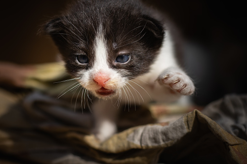 cute newborn kitten crawling forward. the feline infant is of black and white colour with pink nose.