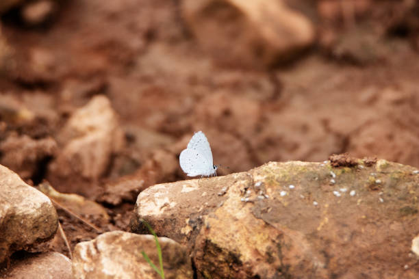 a single Holly Blue (Celastrina argiolus) butterfly sucking minerals from wet red brown soil
