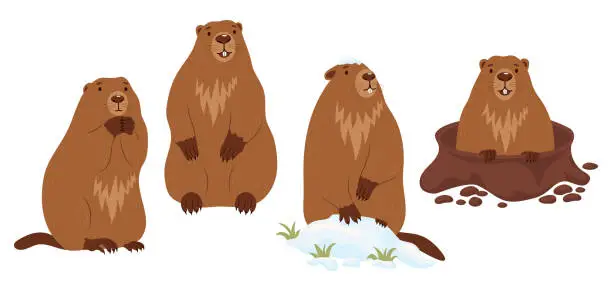 Vector illustration of Collection Groundhogs. Rodent animal in snow, marmot stands and looking out of an earthen hole. Cute Isolated characters for Groundhog Day holiday design on February 2. vector illustration.