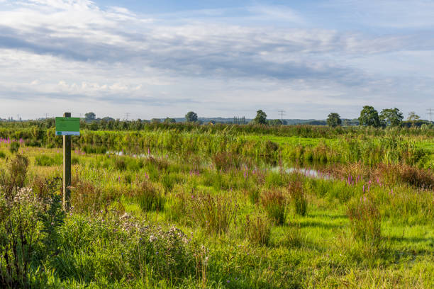 Bennekom, The Netherlands - August 16, 2023: Nature area Binnenveld  between Wageningen en Bennekom Gelderland province in The Netherlands