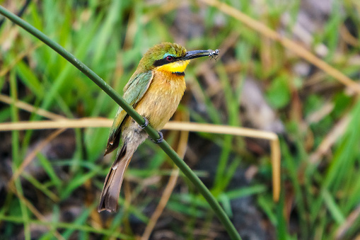 A small yellow and green songbird perched atop a thin, wispy twig, its beady eyes focused intently on the horizon