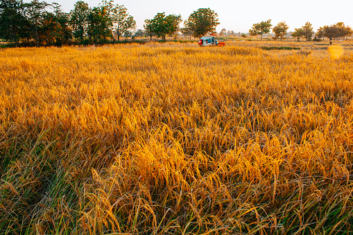 asian rice field