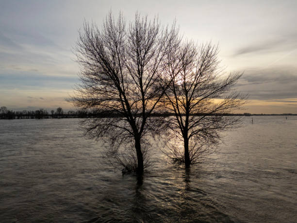 Nature's Inundation: Trees Submerged by the Overflowing River's Embrace This photo is taken while there is high water in the Netherlands at the rivers. lek river in the netherlands stock pictures, royalty-free photos & images