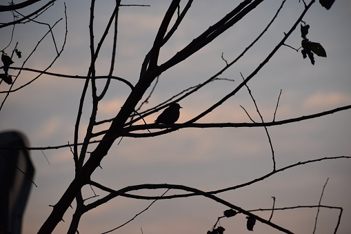 Various birds in the real silhouette, Asian bird perched in the evening light. Birds collection.
