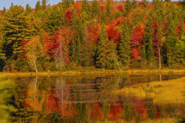 I went to this particular location with the hope of spotting a moose or a bear, but I saw the splendor of autumn instead.