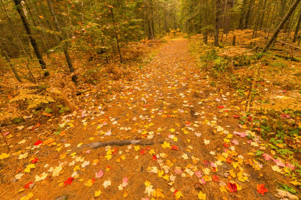 Fallen colorful leaves on a dirt road in a sunny autumn forest, Nowiny, Poland