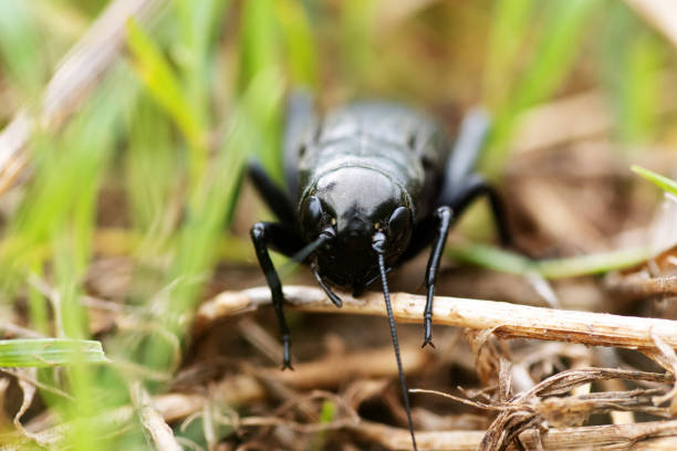 istock close up of a single Mole Cricket (family Gryllotalpidae) walking in shtr grass 1907339864