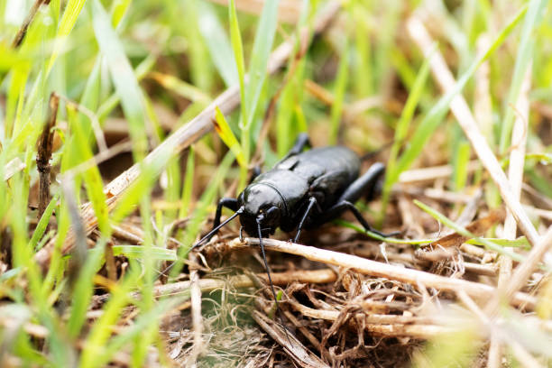 istock close up of a single Mole Cricket (family Gryllotalpidae) walking in shtr grass 1907341503