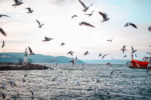 seagulls flying in the Bosphorus