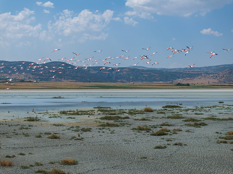 Flamingos flying over the lake. Yarisli Lake in Burdur, Turkey. Taken via drone.