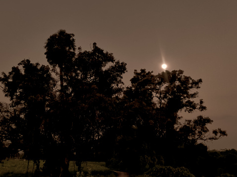 Shining moon above the tree