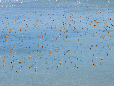 Birds resting and feeding on Salt Lake (Tuz Gölü) in Konya, Türkiye. Taken via drone.