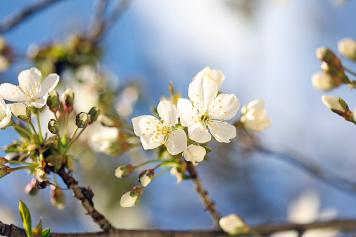 Spring flowers in blossom on an apricot tree.
