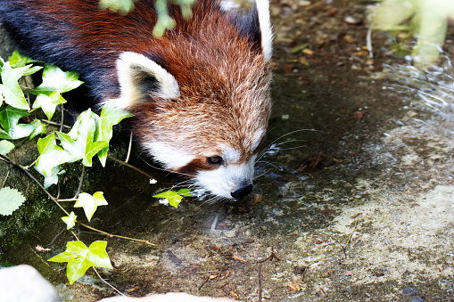 close up of the head of a Red panda (Ailurus fulgens) drinking water