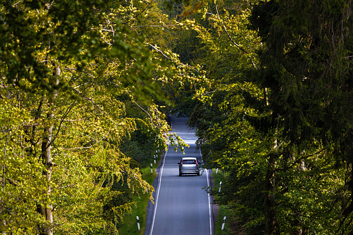 a plain car on a forest road