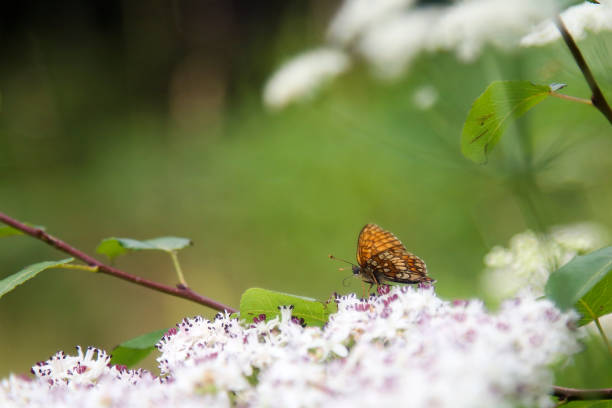 Purplish fritillary butterfly on a white flower.