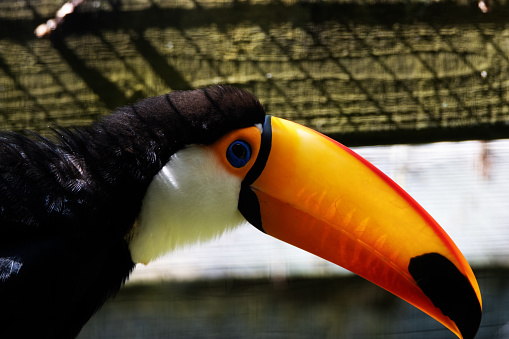 close up of the head of a Toco toucan (Ramphastos toco)