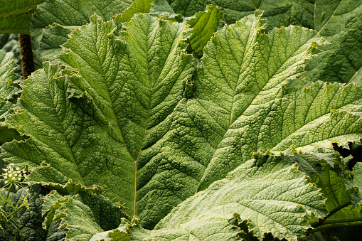 close up of the huge leaf of a Gunnera plant , family Gunneraceae