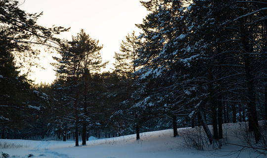 Pine forest in the sunset rays of the sun. Winter landscape.