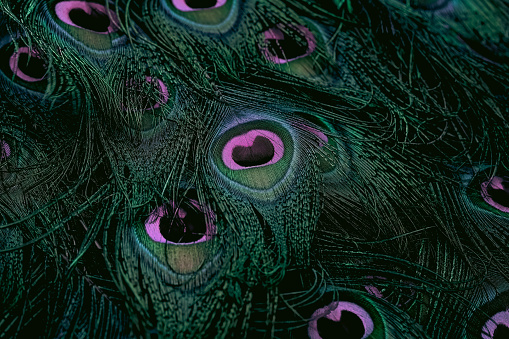 A close-up shot of vibrant Peacock feathers