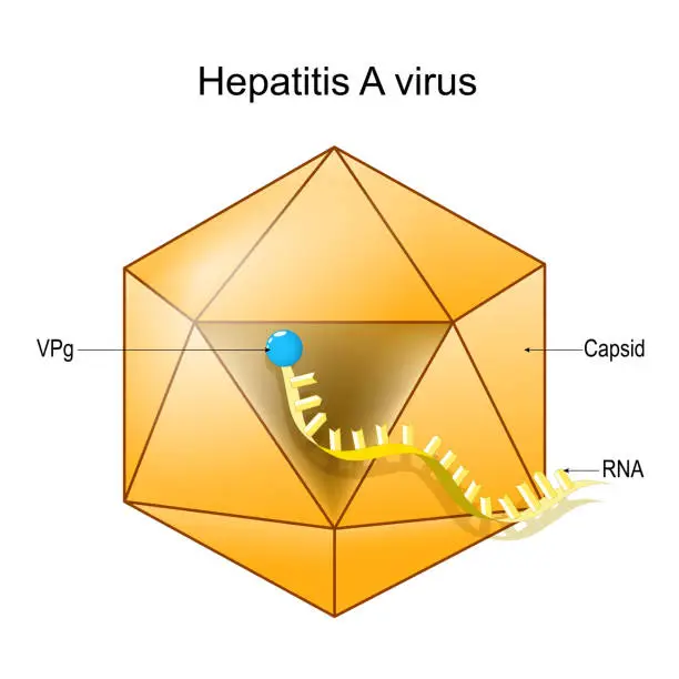 Vector illustration of Structure of Hepatitis A virus. Virion anatomy