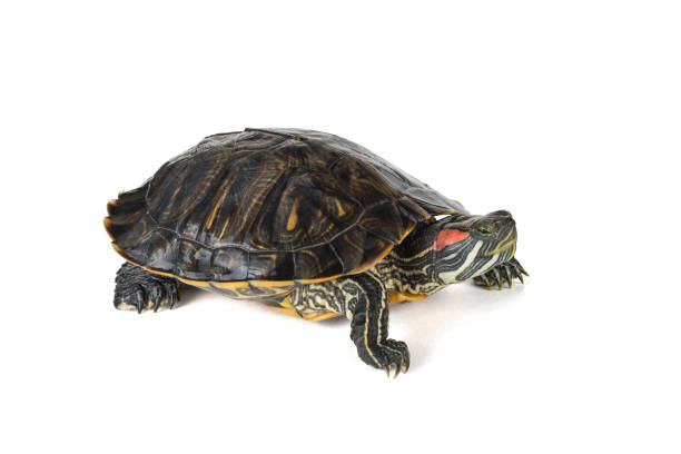 istock A creeping red-eared turtle isolated on a white background. 1907381959