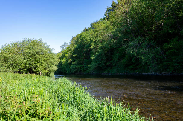 istock A small river with trees on the bank 1907382237