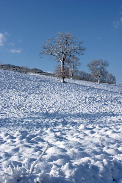 istock view of tree on snowy field against sky 1907392459