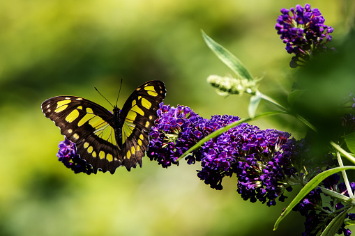 Malachite butterfly (Siproeta stelenes) feeding on a mass of purple flowers with wings open