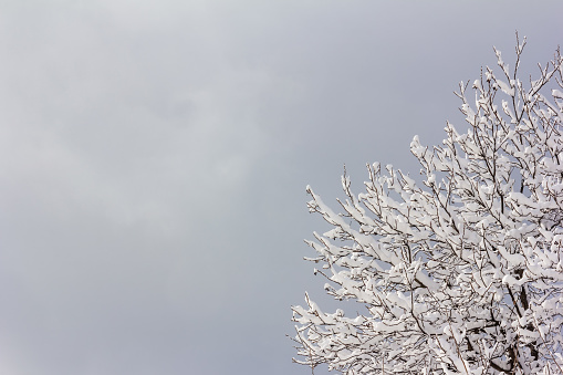 tree branches in the snow against a gray cloudy sky