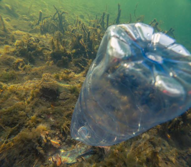 istock Underwater plastic pollution, Bottle of water floating in water 1907402493