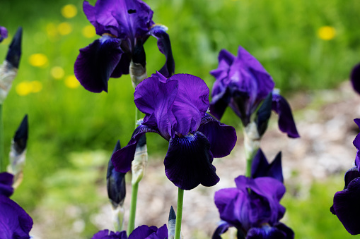 Bright purple bearded iris, horizontal.\nOLYMPUS DIGITAL CAMERA