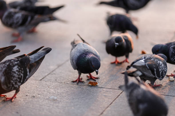 istock pigeons eating food 1907407951