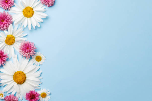istock Garden blossom flower heads on blue background 1907423670