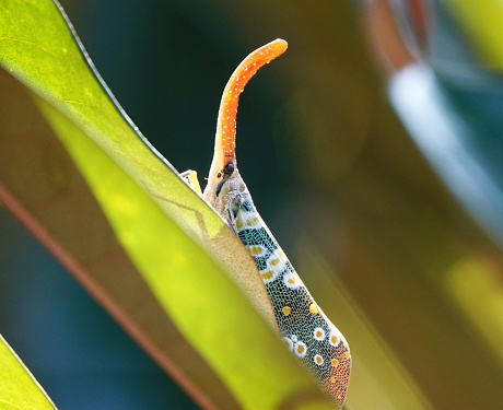 a small cater butterfly is sitting on a plant leaf looking at the camera