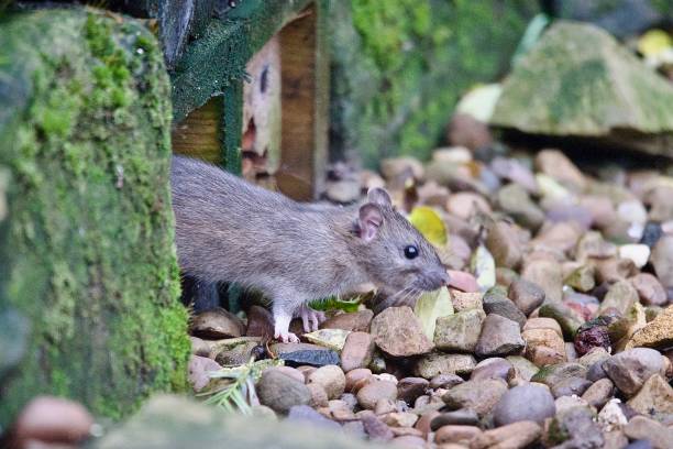 istock Garden brown rat poking out from under a fence wall 1907427849