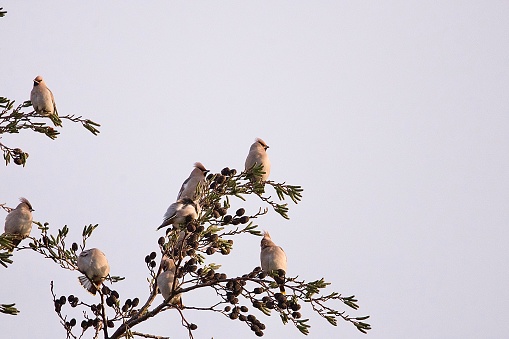 Bohemian waxwing birds perched in a tree