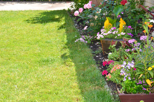 istock Colorful flowers in the garden 1907433650