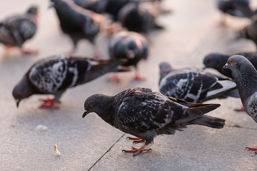 portrait of homing pigeon in home loft