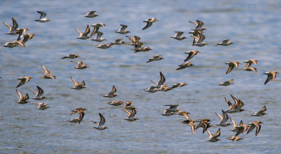 A flock of small plover birds flying over the Atlantic Ocean off the coast of Long Island New York USA.