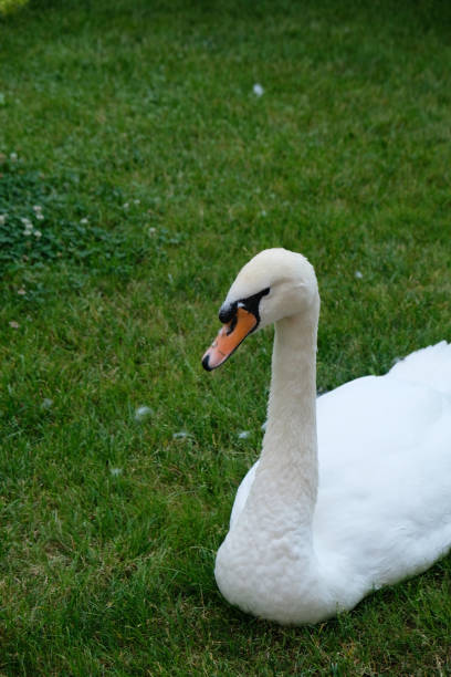istock white swan sitting on green grass 1907458107