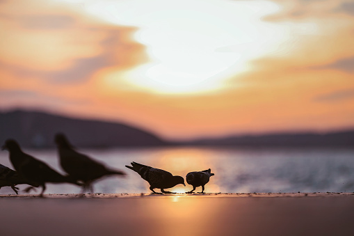 birds feeding at sunset